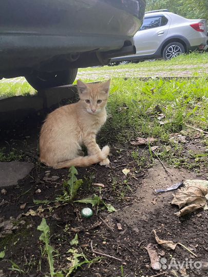 Котенок 1.5 месяца