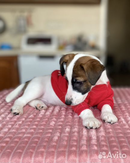 Мальчик Джек Рассел