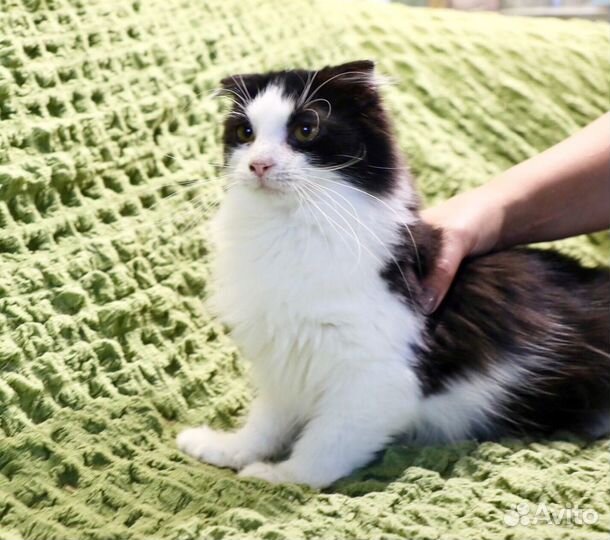 Оззи - любопытный котейка ищет дом