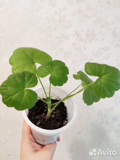 Герань пеларгония