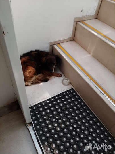 Собаки бесплатно в добрые руки