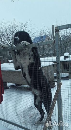 Вязка Алабай