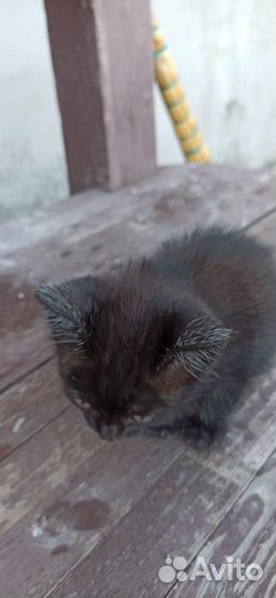 Котята в добрые руки бесплатно