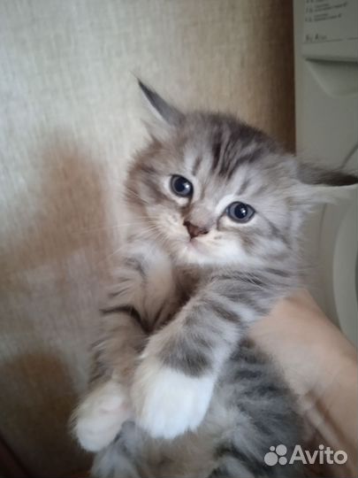 Кошки шотландцы/ британец