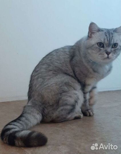 Британец кот
