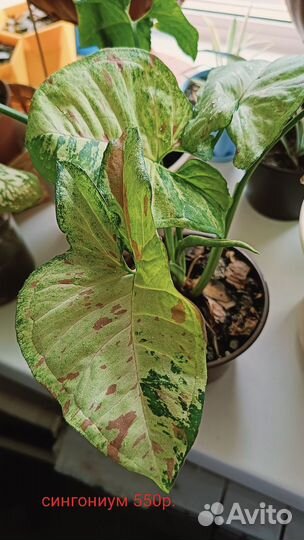 Комнатные растения цветы большие