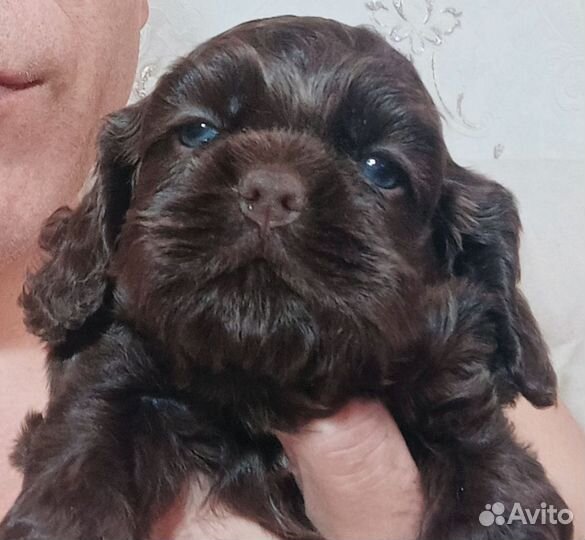 Кокер спаниель