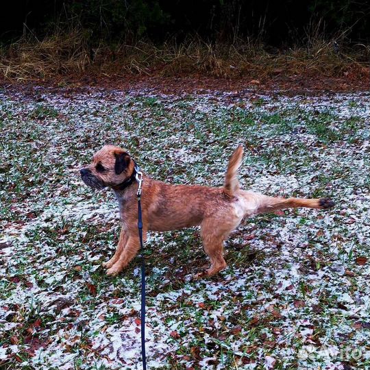 Щенки бордер терьера для ценителей породы