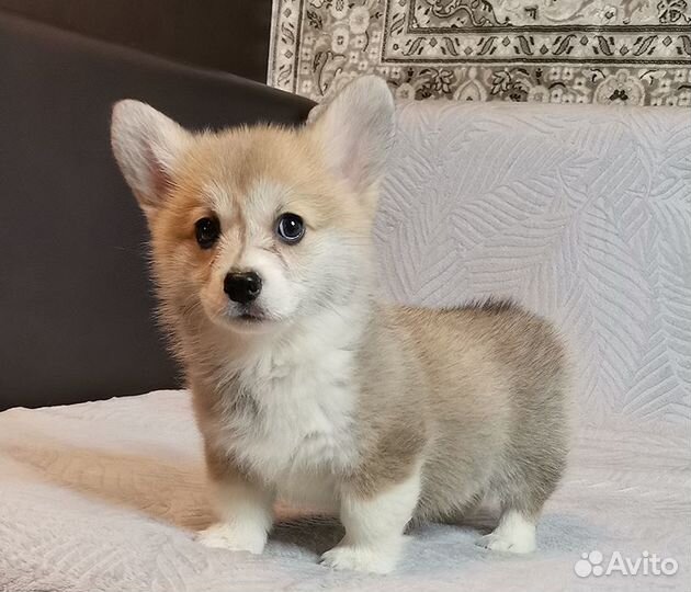 Вельш Корги Пемброк.Девочка - Живанши