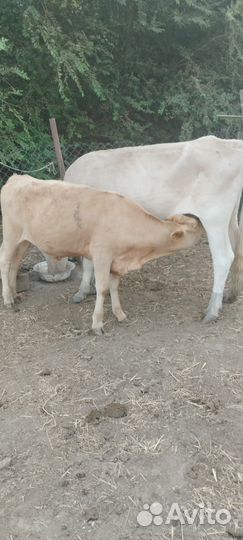 Корова с теленком