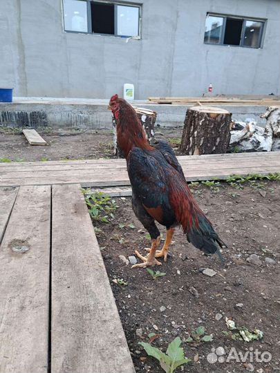 Бойцовский петух