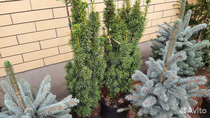 Туя тис можжевельник тсуга