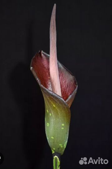 Amorphophallus Borneensis-в продаже сеянец