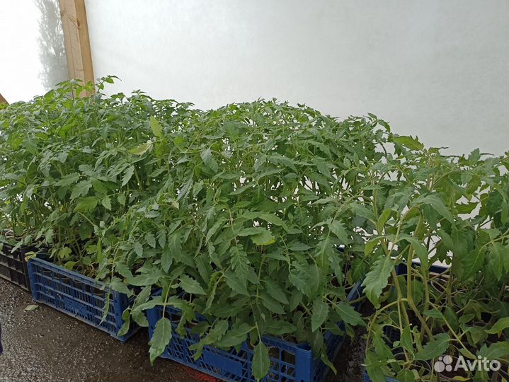 Продаем Рассаду Перца, Баклажан, Помидор