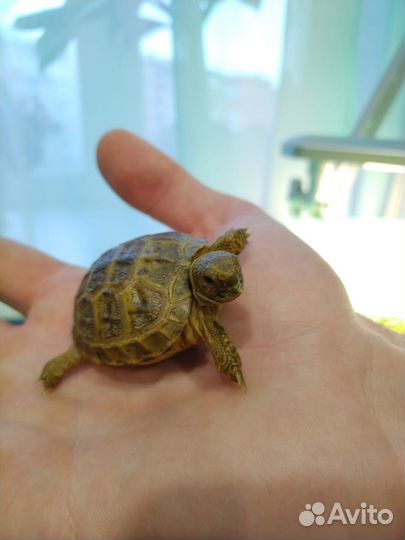 Сухопутная черепаха