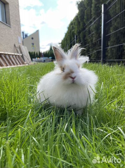 Отдам в хорошие руки бесплатно, с большой клеткой