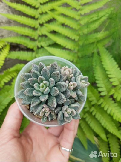 Суккуленты 2