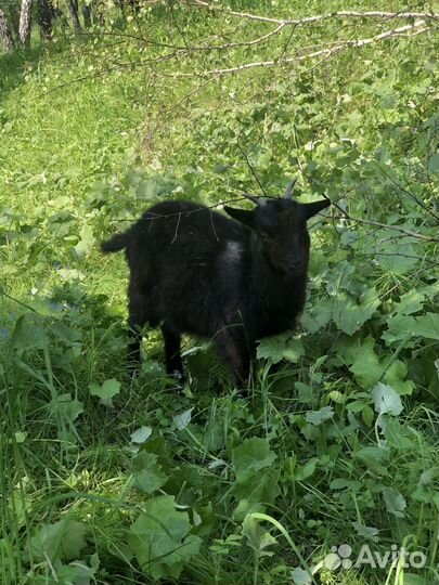 Продам или обменяю коз и козлов