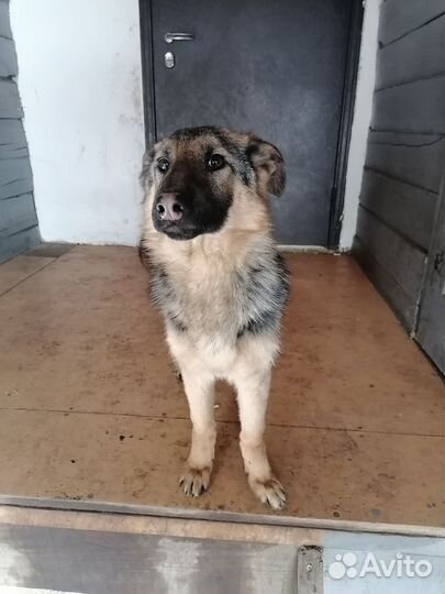 Собака немецкая Овчарка
