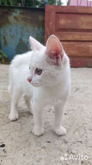 Котенок мальчик бесплатно