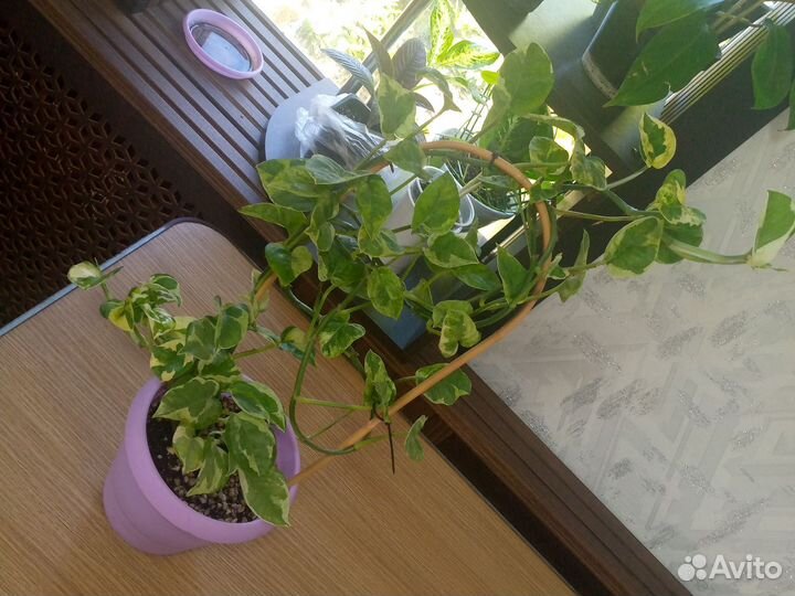 Сцындаптус Н-джой