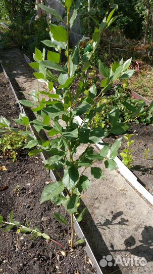 Вишня Владимирская саженцы