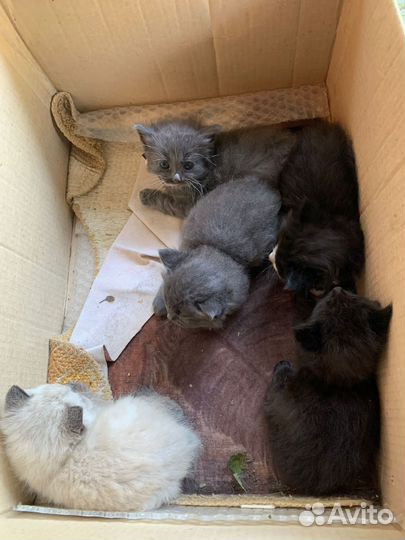 Котята в добрые руки даром