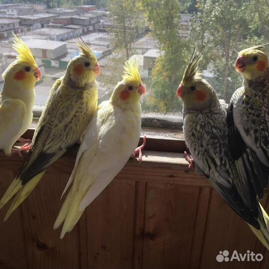 Малыши попугая карелла, большой выбор