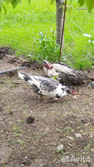 Индоутки, Гуси, яйца на инкубацию и еду