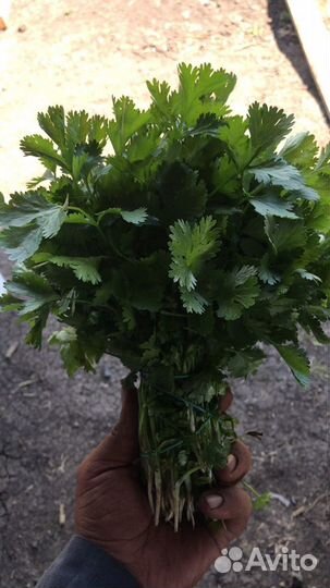Укроп, кинза, петрушка и зелёный лук. Цена догавор