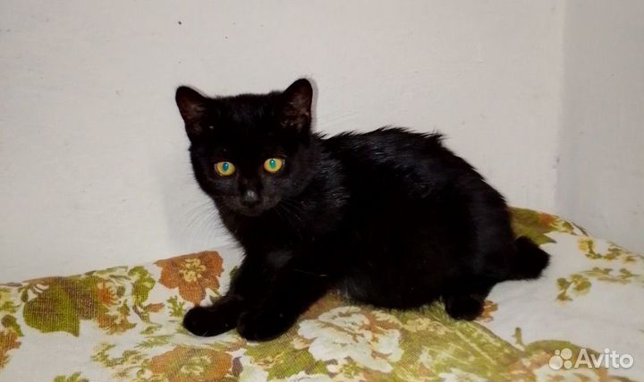 Кошка в дар