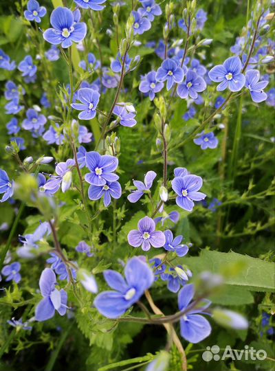 Планшет Samsung galaxy tab 3