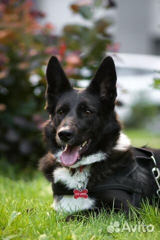 Метис лайки