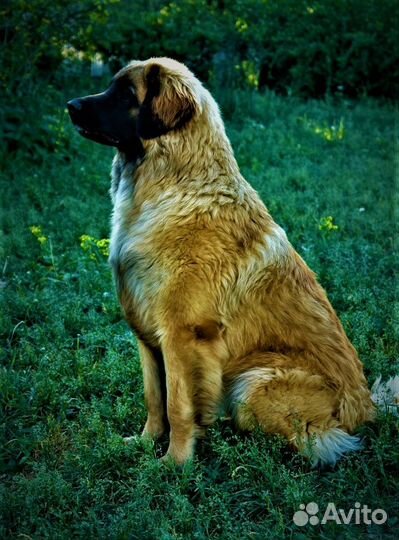 Леонбергер/щенки