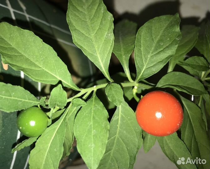 Крассула Эуфорбия паслён