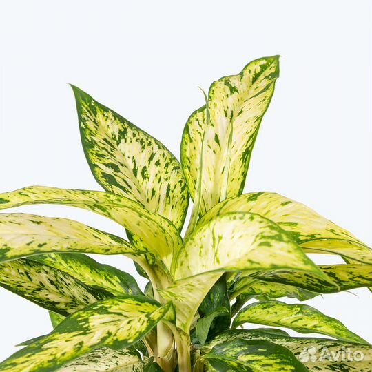 Диффенбахия Стар Брайт (Dieffenbachia Star Bright)