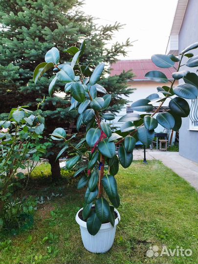 Продам фикус каучконосный