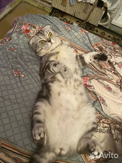 Шотландский мраморный кот вязка