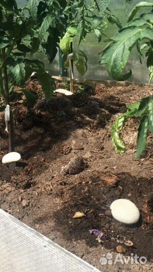 Компост из под шампиньонов