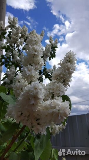 Сирень белая