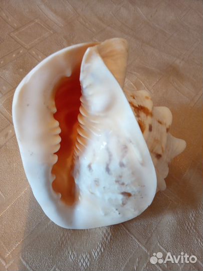 Раковины морские