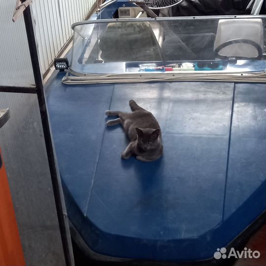 Лодка + мотор