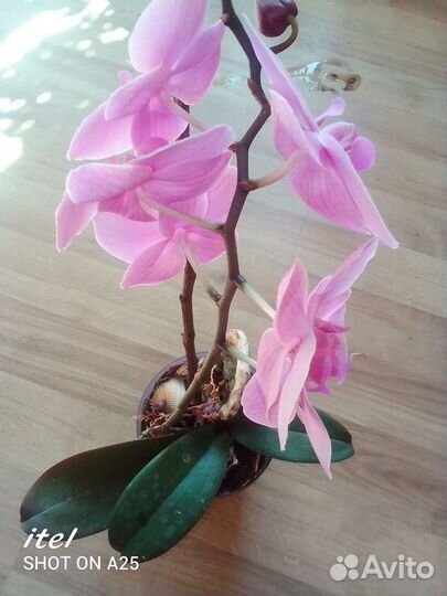 Орхидея фаленопсис