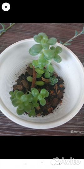 Разные суккуленты и диффенбахия