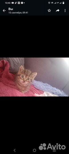 Котенок
