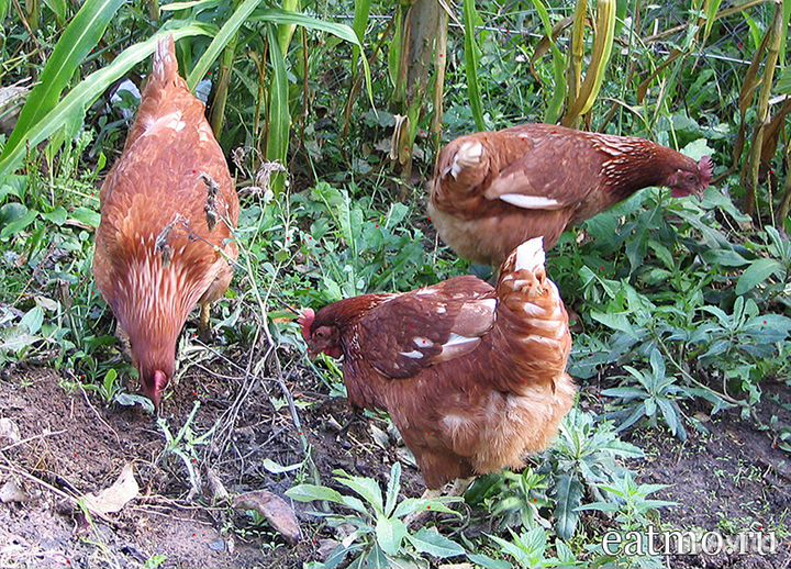 Курочки несушки мясояичные