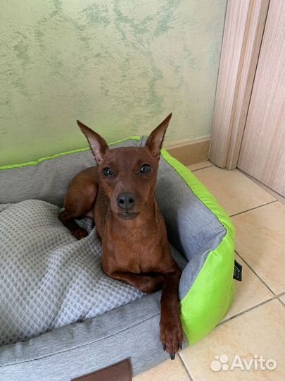 Передержка животных на время вашего отпуска