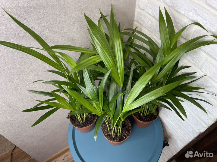 Пальма арека дипсис комнатные цветы