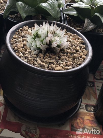 Haworthia мутант давида. Давиди мутант