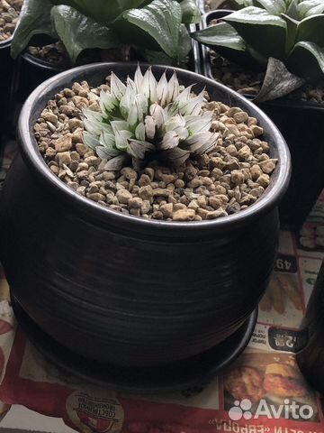 Haworthia мутант давида. Давиди мутант